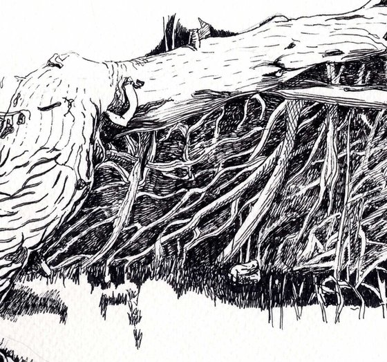 UPROOTED TREE