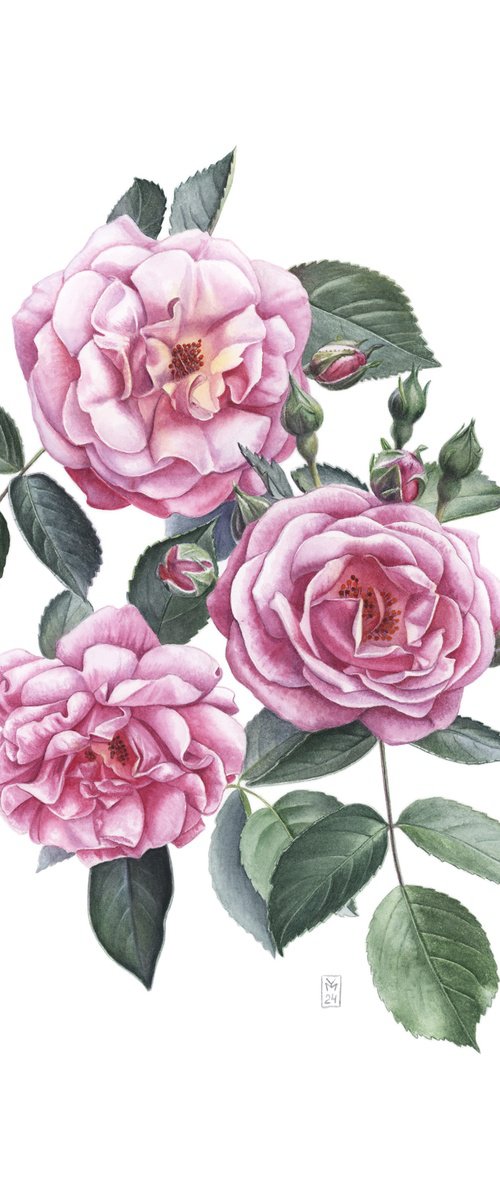 Rugosa Roses by Yuliia Moiseieva