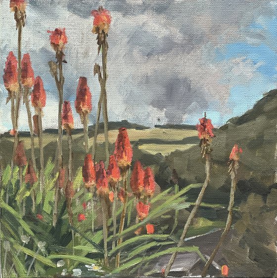 Cornish red hot pokers