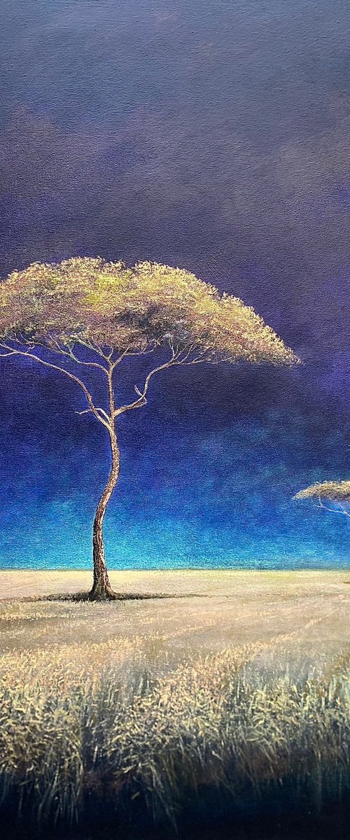 Acacia Summer by Simon Jones