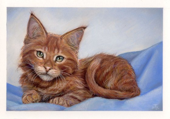 Red maine coon kitten