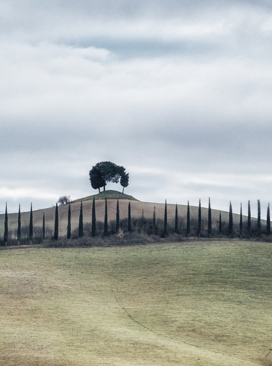 Tuscan hill with a cypresses row