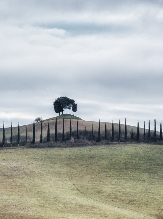 Tuscan hill with a cypress