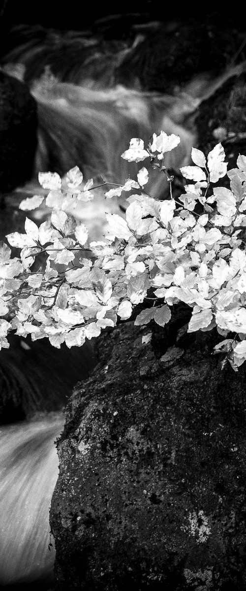 Autumn Leaves  - Padley Gorge Peak District National Park . by Stephen Hodgetts Photography