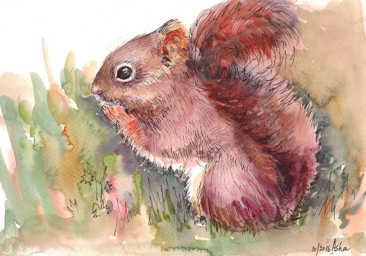 Red Squirrel Art -A nutty encounter 10x 7 Ink and wash by Asha Shenoy