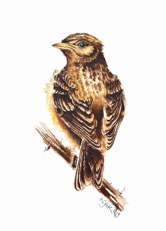 Sky Lark,  birds, wildlife watercolours