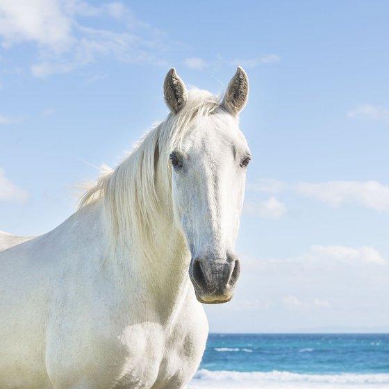 BEACH HORSES 3.