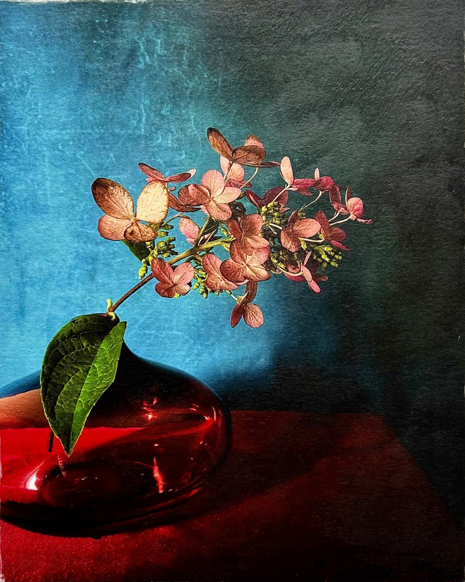 DARK HYDRANGEA by SARAH PARSONS