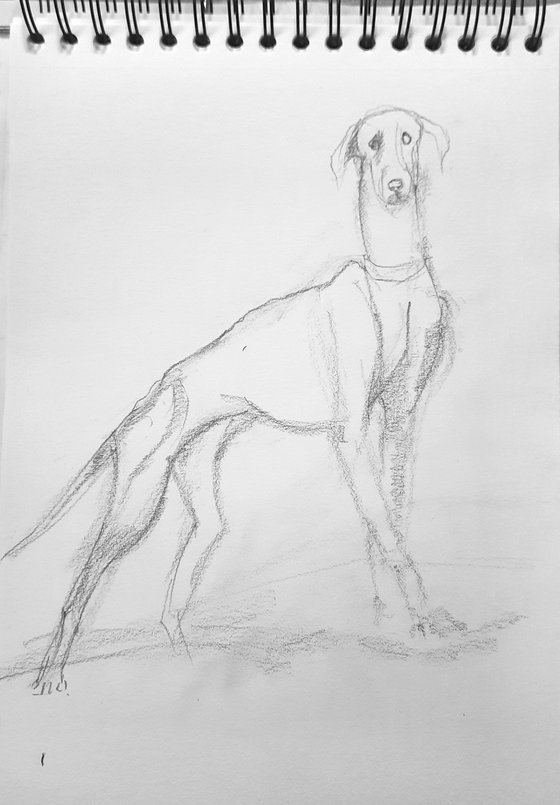 The Mudhol hound - Pet Dog Pencil sketch