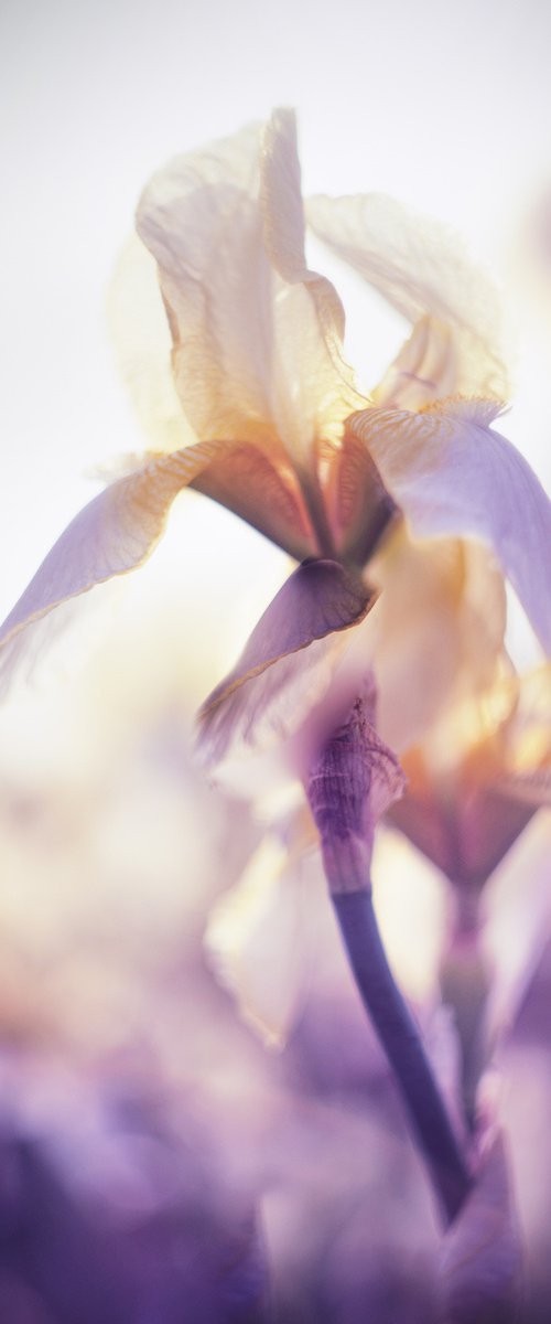 Iris flower by Vlad Durniev
