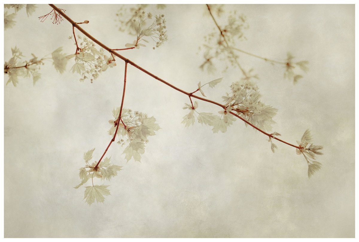 Photorealistic Landscape Photograph By Brooke T Ryan, 48 X 32, Maple Leaves, 48 X 32, Original Artwork