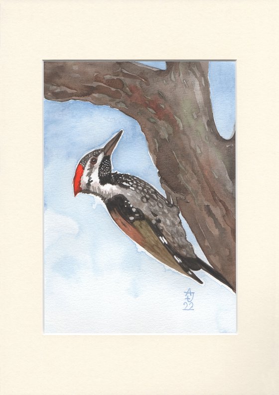 Wild nature - woodpecker 2