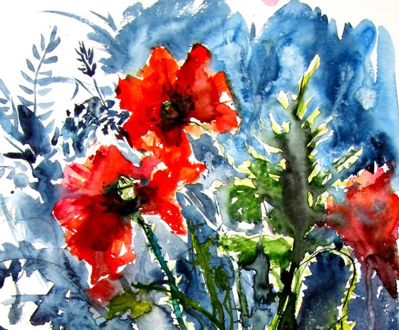 Wild poppies