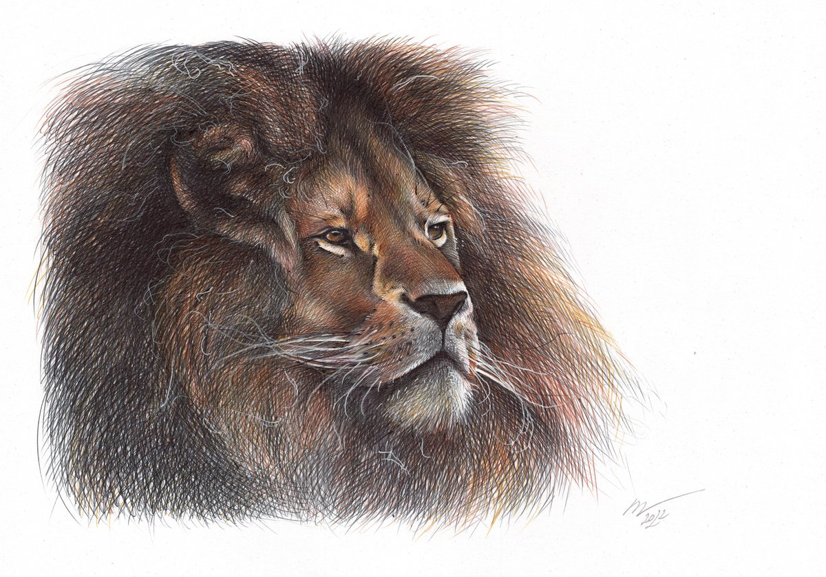 Lion - Animal Portrait (Realistic Ballpoint Pen Drawing) by Daria Maier
