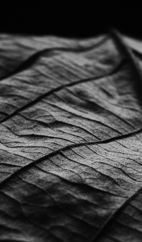 Leaf Veins VI by Charles Brabin