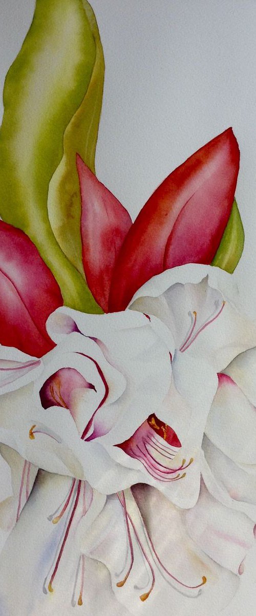 Fuchsia  belle by Carol Staines