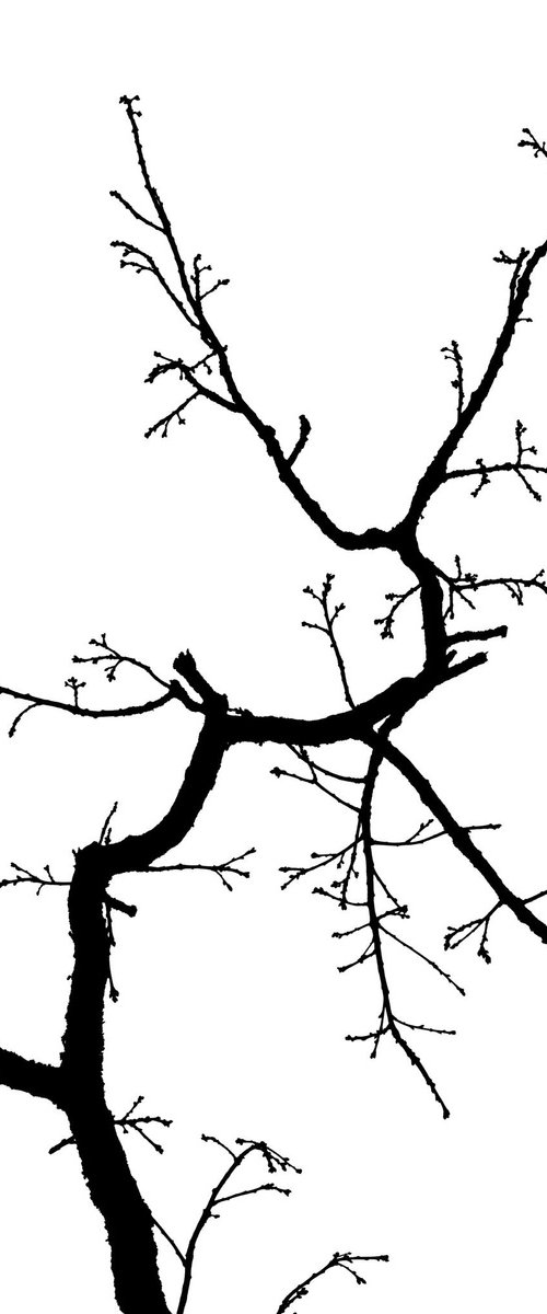 Baum 3 by Dieter Mach