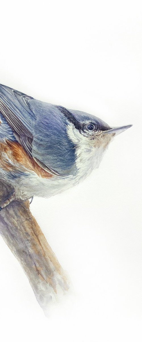 Blue Eurasian nuthatch bird by Tetiana Savchenko