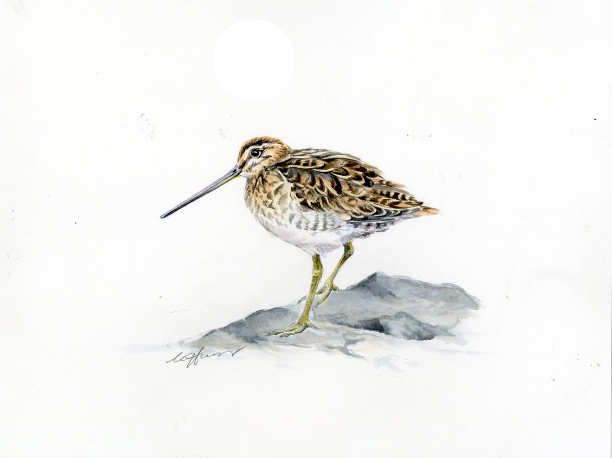 Snipe bird watercolour by Una Hurst