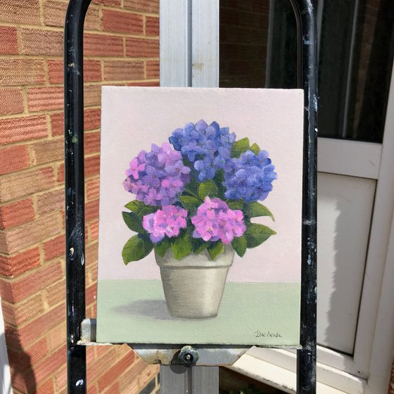 Potted hydrangea