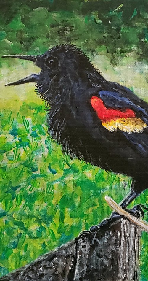 Red Winged Blackbird by Robbie Potter