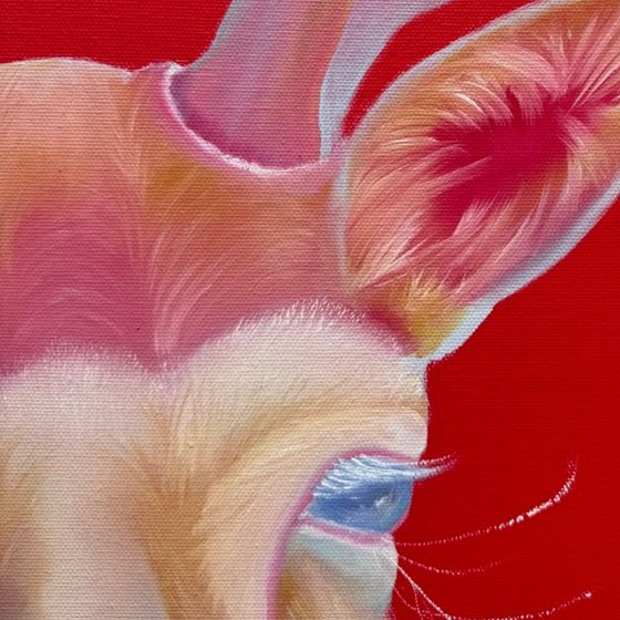 White cow