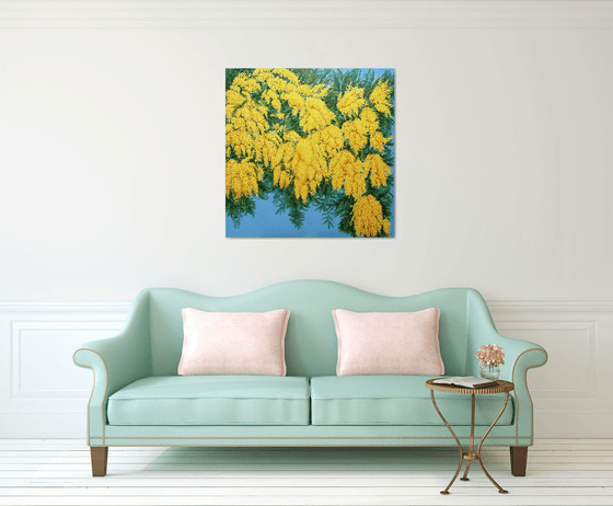 Mimosas in Bloom