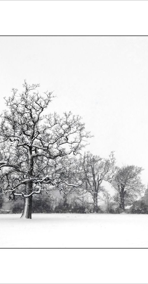 Snow and Trees by Martin  Fry