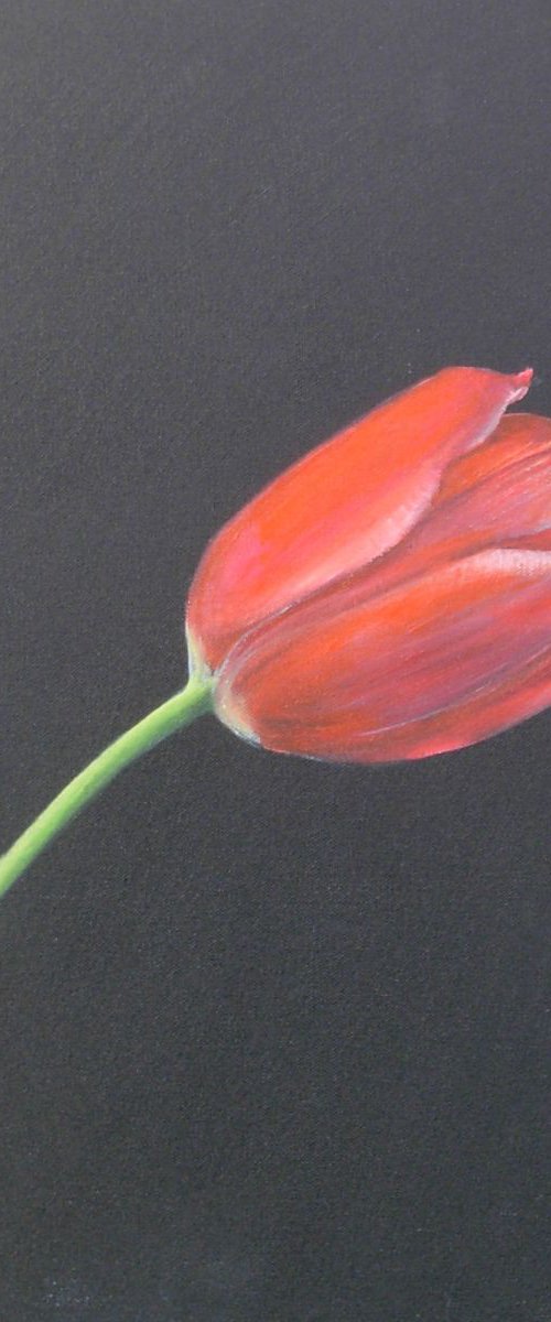 One Red Tulip by Jan Rippingham