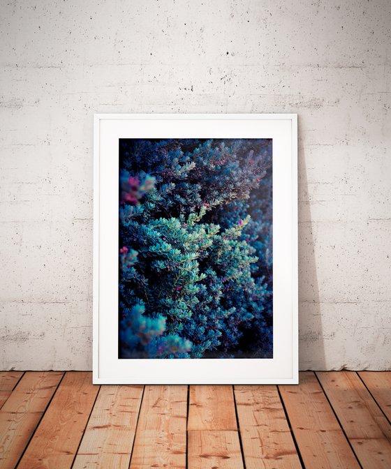 Spring | Limited Edition Fine Art Print 1 of 10 | 30 x 45 cm