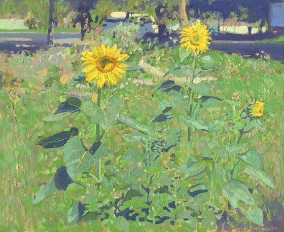 Sunflowers in Maryino