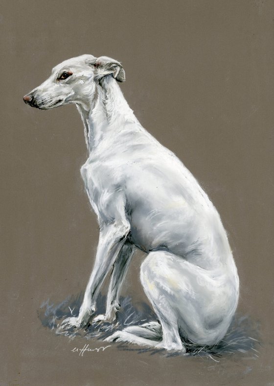 Long dog, sight hound, greyhound pastel painting