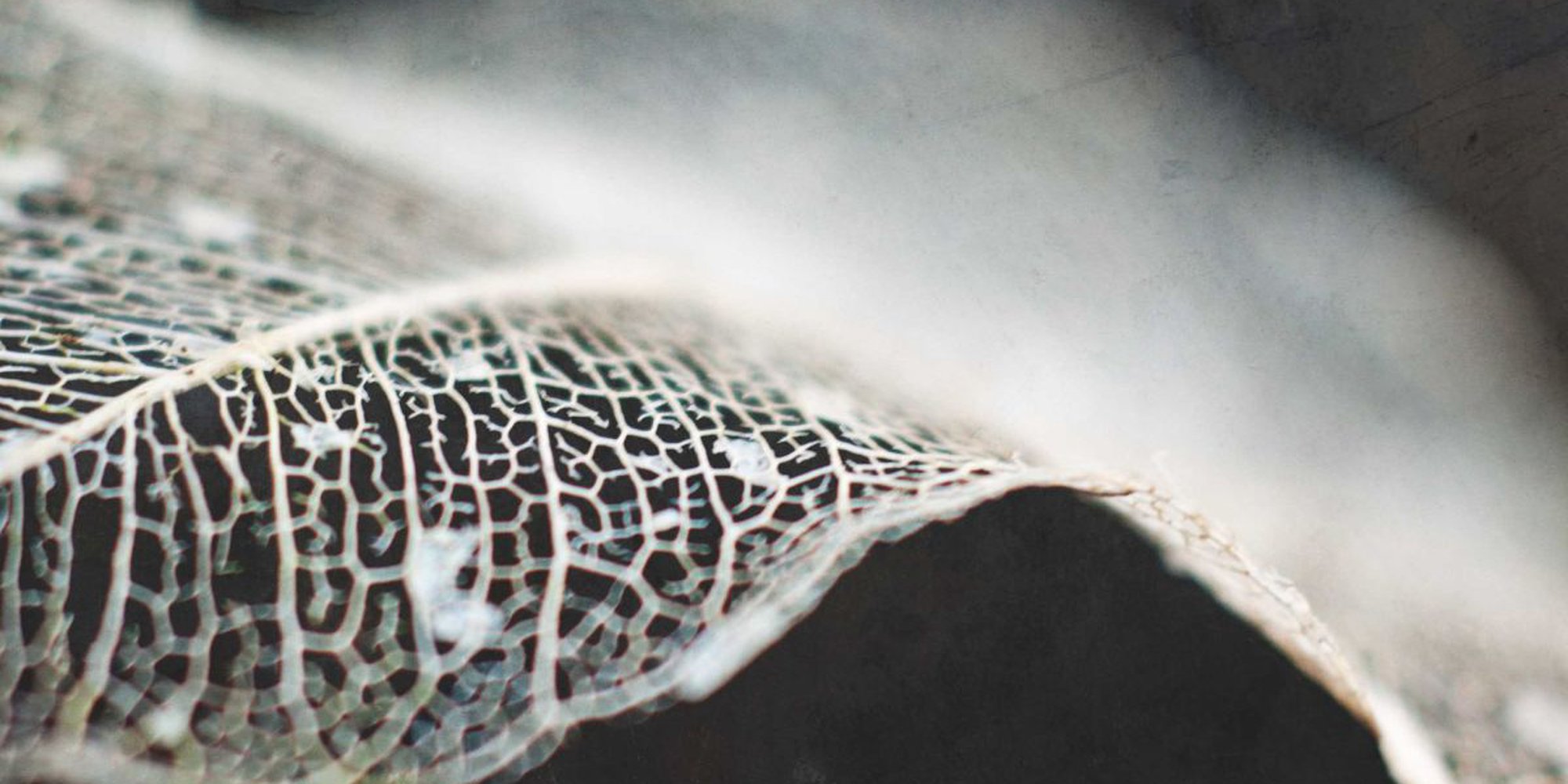 Art of the Day: "skeleton leaf abstract II, 2014" by Emily Hughes
