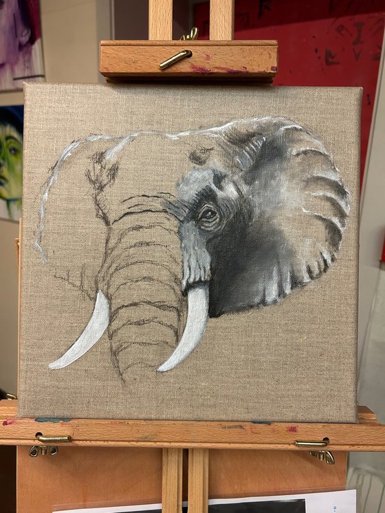 Elephant Grey #1