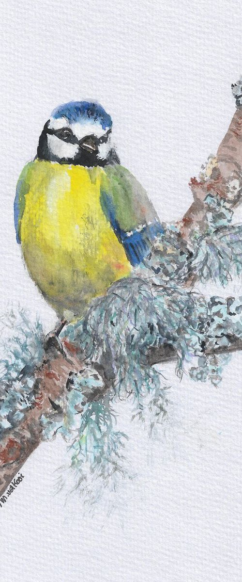 Blue Tit Bird on Mossy Branch by MARJANSART