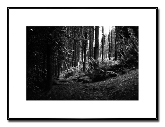 Northern Woods 6 - Unmounted (24x16in)