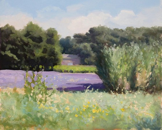 Lavender field near Taulignan