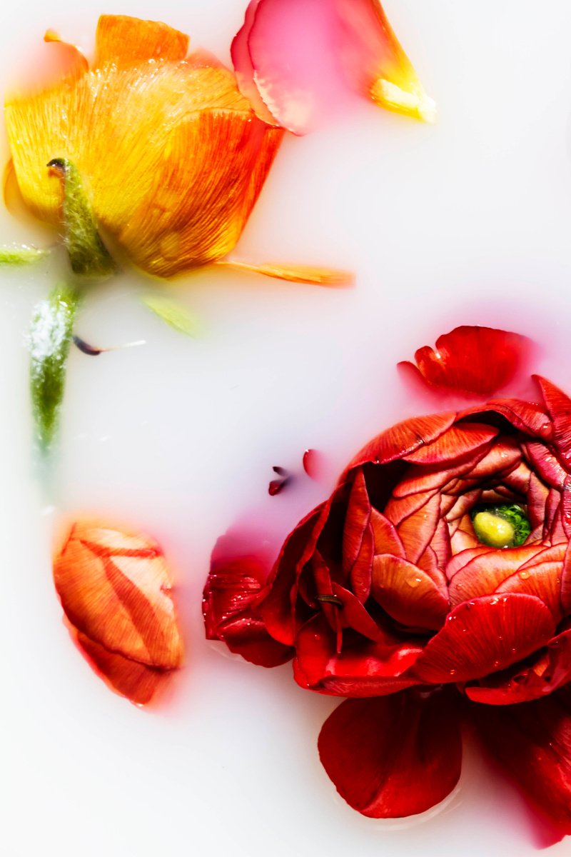 Impressionistic Abstract Photograph By Sandra Platas Hernandez, 12 X 17", El Lenguaje De Las Flores Ii, Original Artwork