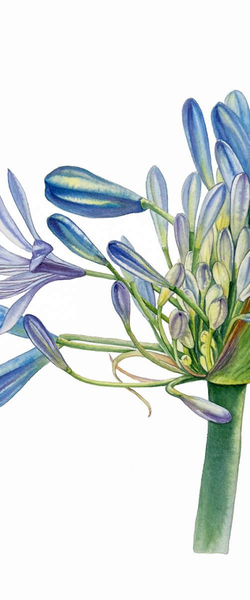 Agapanthus flowers. by Nataliia Kupchyk