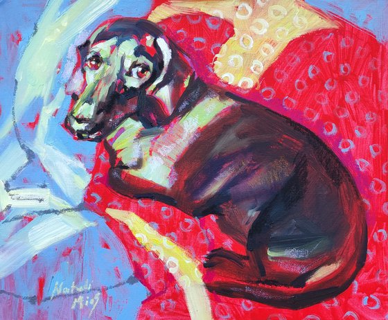 Dachshund in the sun