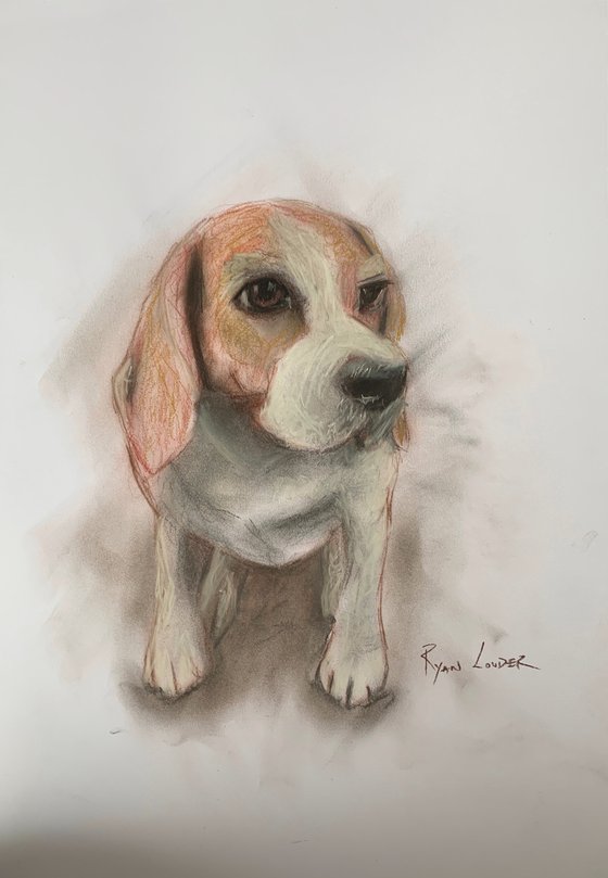 Shy Beagle