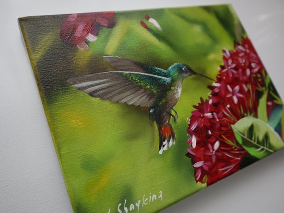 Hummingbird and Red Blossoms