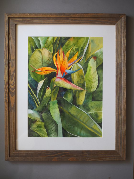 Tropical strelitzia - original green sunny watercolor flower and leaves