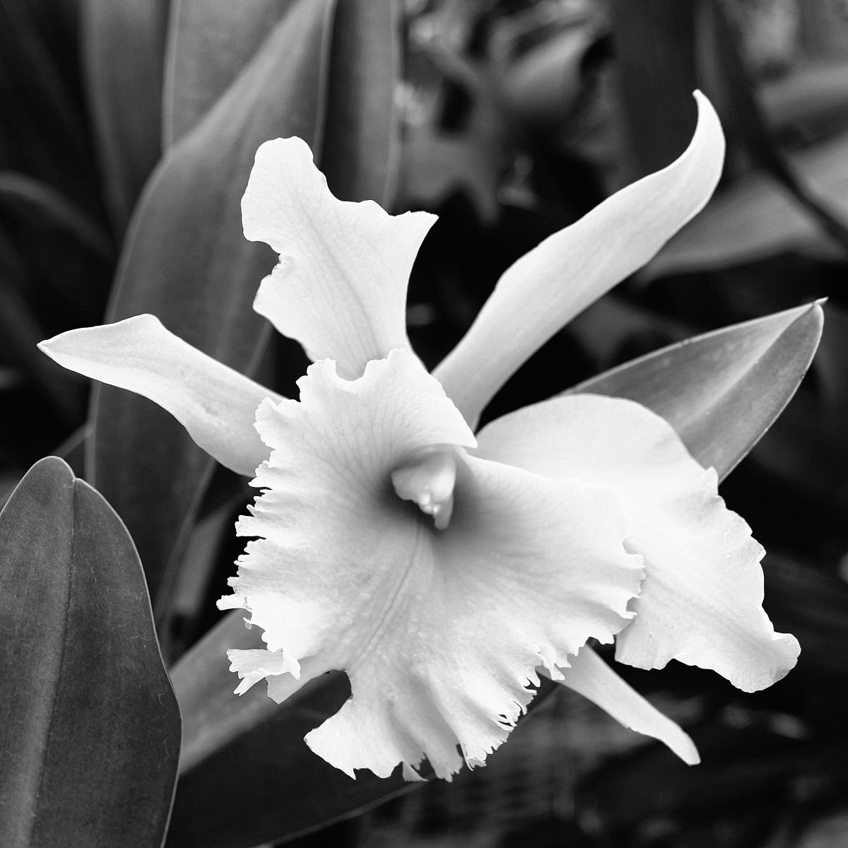 Photorealistic Photograph , Dove Orchid Landers Ca By William Dey, 22 X 22, Artwork For Sale On Artfinder
