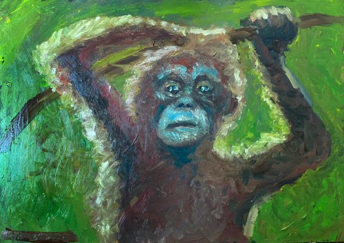 Baby Orangutan by Ryan  Louder