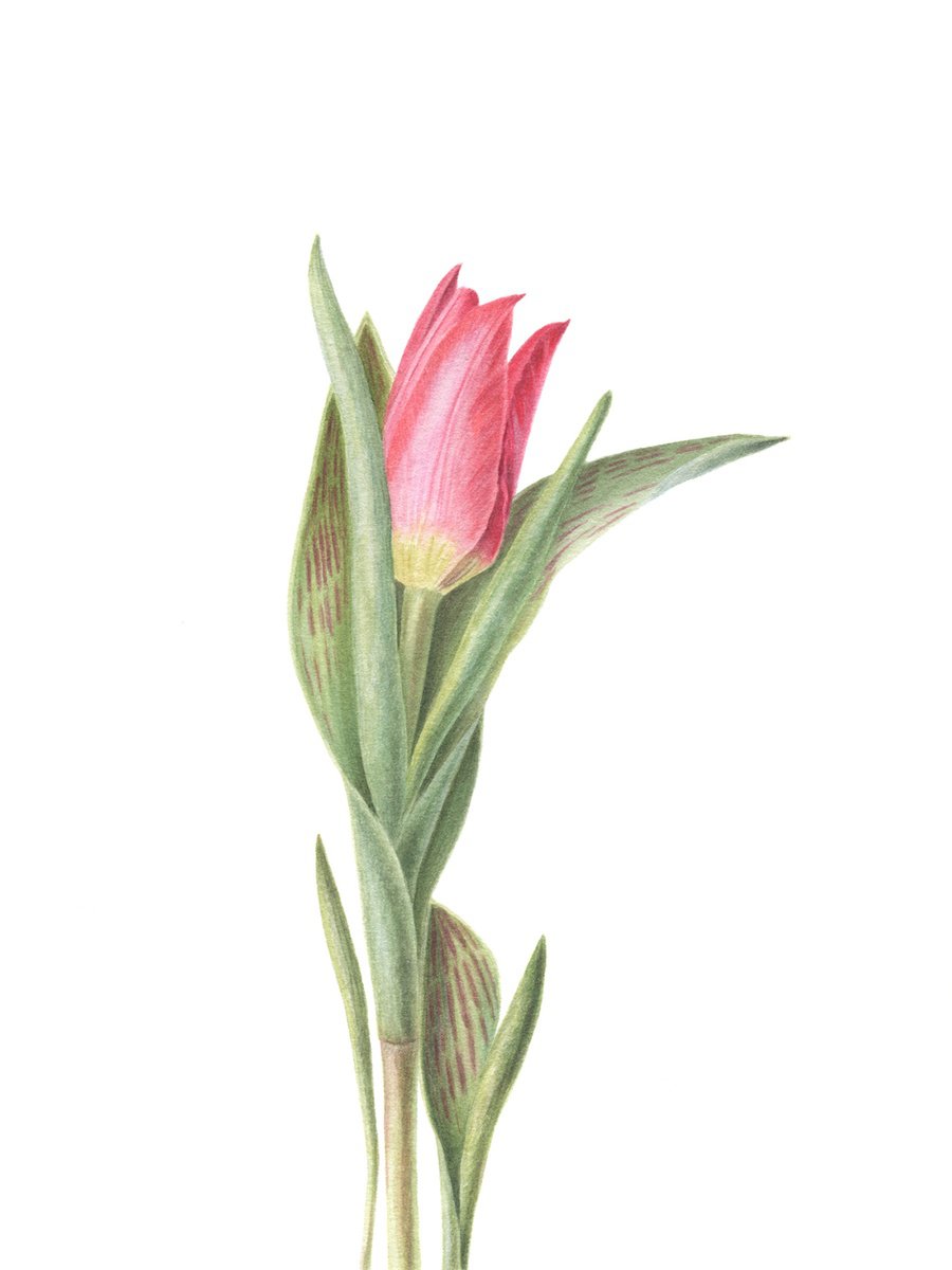 Photorealistic Botanical Watercolour By Maryna Vozniuk, 7 X 9", Dwarf Tulip, Original Artwork