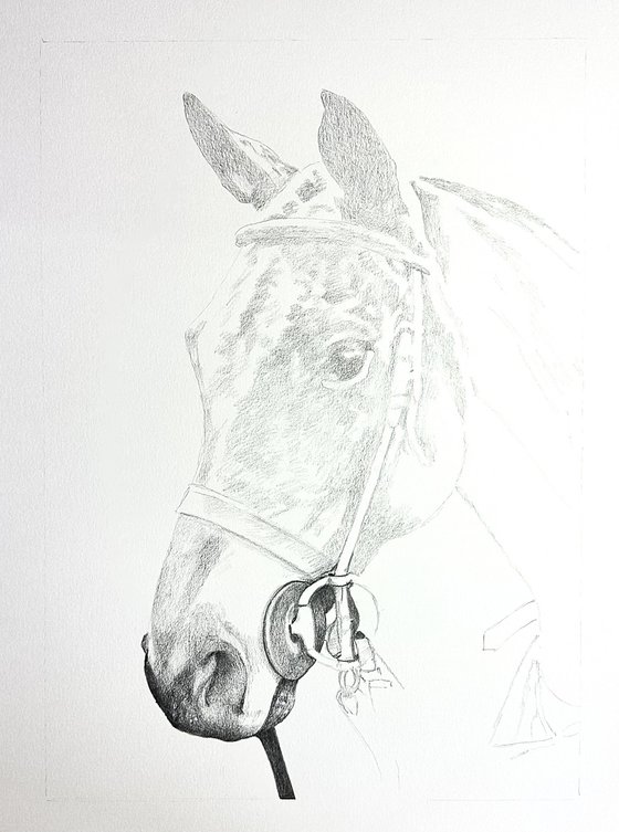 COMMISSION Purito - Polo Pony