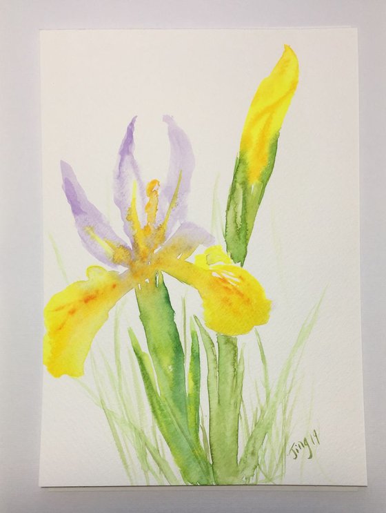 Yellow Irises