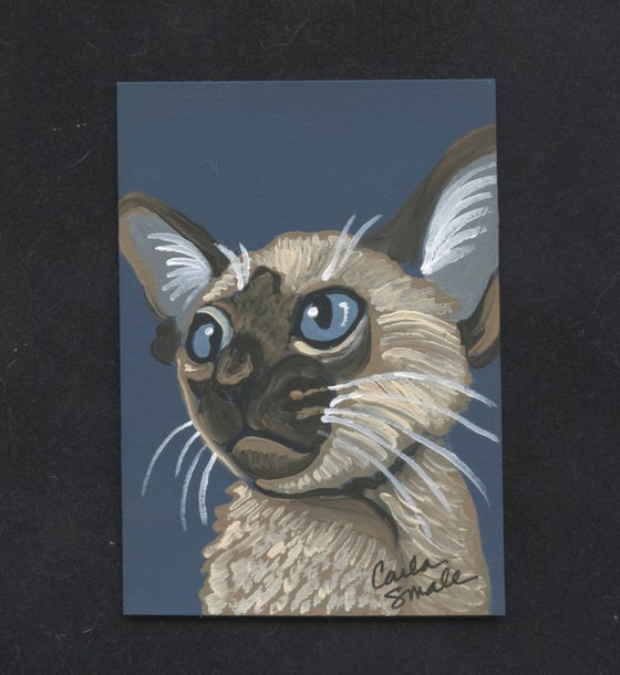 Siamese Cat