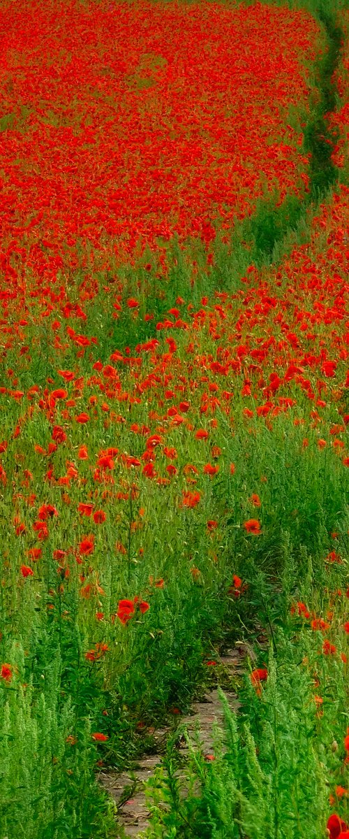 Poppy Field by Martin  Fry